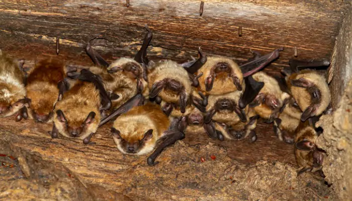 Animal Intrusion Cleanup