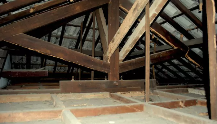 Animal Intrusion Cleanup