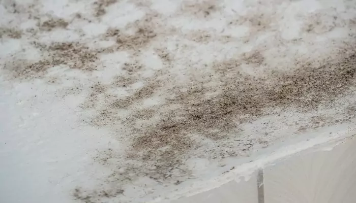 Mold Testing Remediation