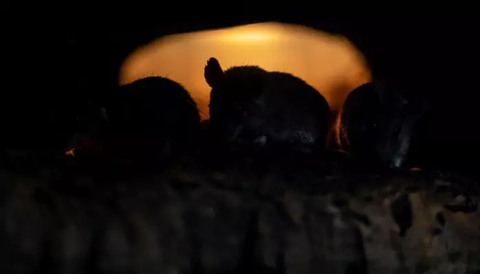 Animal Intrusion Cleanup